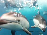 偶然撮れたイルカの水中映像が素晴らしい。ボートとカメラを追うイルカの群れ
