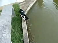 この猫SUGEEE！目にも止まらぬスピードで魚を捕らえるネコの狩り動画。