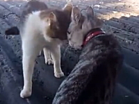 ちょｗｗｗ近すぎるｗｗｗガンの飛ばし合いが近すぎるネコ同士の喧嘩映像。