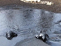 底なしタールの池から子犬二匹を救出。顔までタールに埋まり息ができない