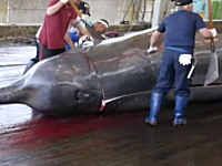 鯨の解体方法。体が大きいから大人数人がかりで作業も大変。和田漁港