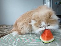 スイカが大好きな子猫　ブサイクなんだけどかわええ(*´Д`)