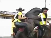 パレード中の馬が突然暴れだし、乗っていたお姉さんが地面に叩きつけられる