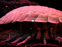 完全にエイリアン　新江ノ島水族館の大王具足虫がとてもグロい