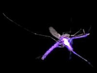 蚊オワタ＼(^o^)／飛んでる蚊をレーザーで撃墜するシステムの本気版