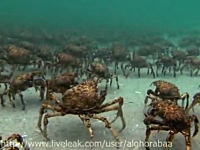 カニカニ動画！海底を大群で移動するカニと巨大エイにバリボリ食われる恐怖映像