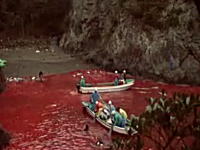 血で染まる海　和歌山県で行われているイルカ漁を撮影した映像