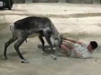 動物園で女性飼育員がトナカイに襲われて首を負傷してしまうハプニング映像