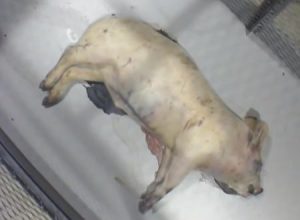 ブタの腐敗　ウジに分解されるまでを早送り