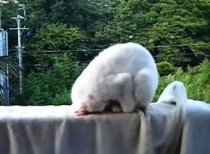 ネコが土下座しながら寝ていたから撮影してみたｗｗｗ　これはワロタｗｗｗ