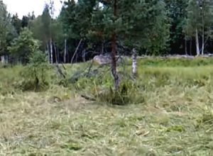 これは焦るｗｗｗｗｗ一見何の変哲もない普通の茂みから大量の…。