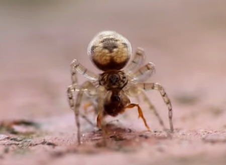 衝撃のラスト。蟻vs蜘蛛の戦いを撮影していたら奇跡の動画が撮れた。捕食