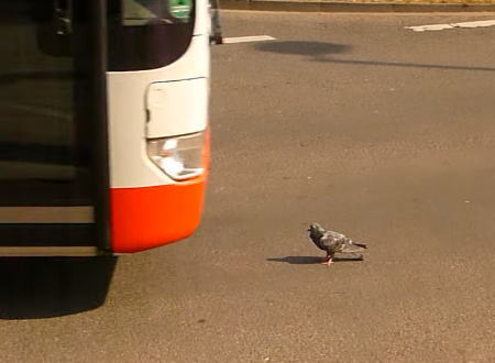 バスの動きを完全に読み切った！という鳩ぽっぽの映像。一瞬ひやっとしたｗ