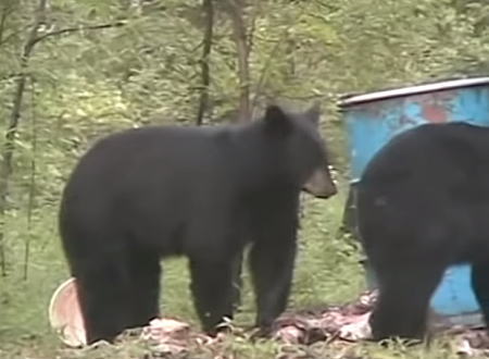 人間に狩られる巨大な熊たち。ライフルやアーチェリーでツキノワグマを狩る