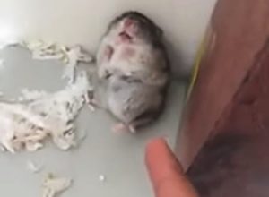 指鉄砲でバンッ！と撃ったら完璧な倒れ方で死んだフリをするハムスターｗｗ