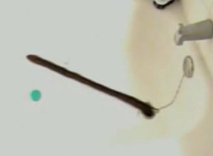 おいこりゃ何だ？バスルームの排水溝から大きなワームが出てきてキモイ