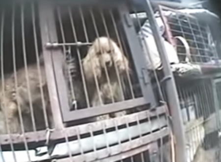 韓国の犬食文化。狭いカゴに入れられ食べられるのを待つワンコたちの映像