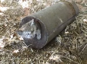 生きたままコンクリート詰めにされ身動きが取れないニャンコが発見される。