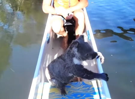 カヌーに乗ってたらコアラが泳いでやってきた！というビデオが話題。（豪）