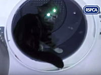 酷いビデオ。ネコを乾燥機に閉じ込めて回転させる様子をうｐした鬼畜野郎。