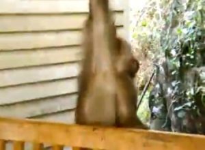 これは酷い・・・。観光客に危害を加えたとして拷問されているお猿さんの映像