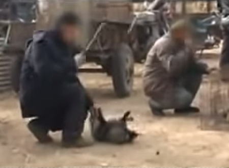 中国ではこのようにして毛皮が作られる。鉄パイプで殴り殺される動物たち。