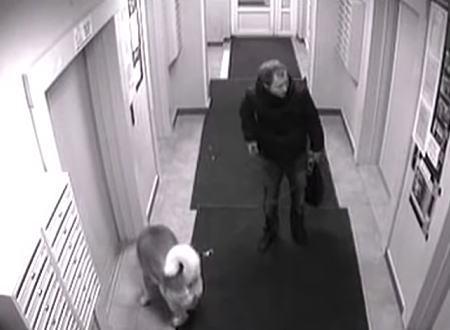馬鹿な飼い主に殺されかけた犬のビデオ。エレベーターで首を吊られてしまう。