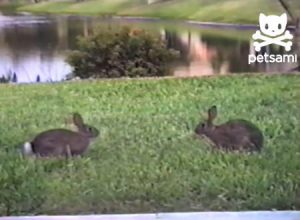 私に指一本でも触れる事ができたなら褒めてやろう。というウサギが可愛い。