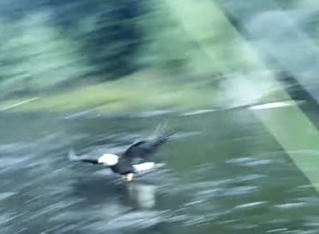 フライ釣りをしていたらハクトウワシが釣り上げた魚をラインごと持ってった！