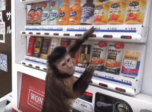 ボタン連打でワロタｗｗｗ200円もらってジュースを購入しお釣り50円を返すサル。