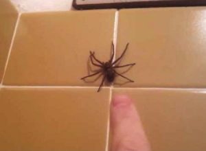 ビビるなら余計な事するなｗｗｗバスルームに現れた蜘蛛に負けた男。