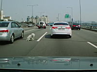 高速道路を走行中の車からワンコがピョン！と飛び出してしまうドラレコ動画。