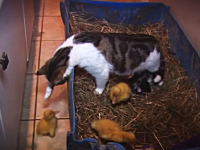 子猫と一緒にアヒルの雛を育てているママ猫のビデオ。ほのぼのだけどヒヤヒヤｗ