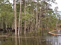 ルイジアナ州の沼地で生えていた木々が水の中に吸い込まれていく驚きの映像