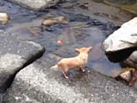 きょうのわんこ。川で一人遊びしている小ワンコが可愛いビデオ。ほのぼの。