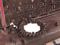 2万匹のネズミが放し飼いされているインドのカルニマタ寺院。ヒンドゥー教。