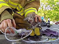 火災現場で逃げ遅れて煙にまかれた子猫ちゃんを発見して救い出した消防士さん