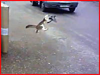 最悪のタイミングで鳩を捕まえようとした猫さんの悲惨な姿が撮影される。注意。