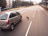 下手くそな当たり屋（ネコ）の犯行現場を記録したドライブレコーダーの映像。