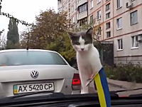 このニャンコの驚きっぷり。二回目でワロタ。車のワイパーにビビる猫。