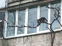 この母猫すごい。子猫を銜えて器用に枝を登り自宅に連れ帰る母猫の映像。