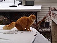 雪が降ると猫も滑る。雪でジャンプを失敗するニャンコの動画が人気になる。