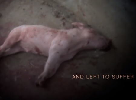 養豚場で行われている虐待行為。活動家が潜入して実態を撮影しYouTubeに。