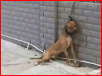 老人が飼い犬に噛み殺されてしまう一部始終を監視カメラが捉えていた。中国
