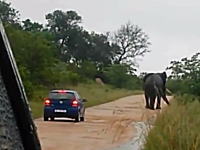 なんで近づいた。野生の象を甘く見たドライバーが車で近づいてひっくり返される