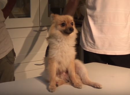 可愛いワンちゃんの皮膚の下にキモい寄生虫がいっぱい(((ﾟДﾟ)))再生注意。