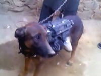 タリバン「我々はアメリカの軍事犬を捕虜にしたアクバル」と主張しているビデオ。