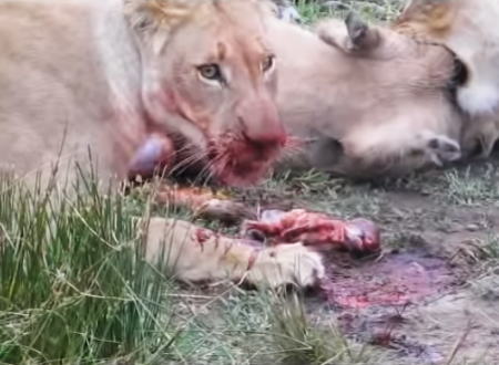妊娠したイボイノシシを仕留めたライオンの捕食ビデオがなかなか衝撃的。