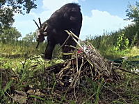 人類にもっとも近いチンパンジーのカンジ君がマジで凄い動画。もうほぼ人間だろ。