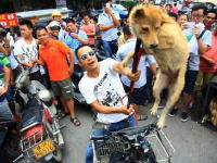 この犬を助けたいのなら金で買い取れ！と中国人がひどい事をしている動画が世界で話題